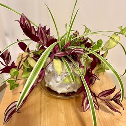 Plant Trio in Ceramic Pot w/drainage. Sammamish, Beaver Lake