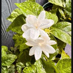 Sale!!!  Sambac Arabian Jasmine Maid Of Orleans  Fragrance flower  Plant 1gallon ”pot 18-25”tall