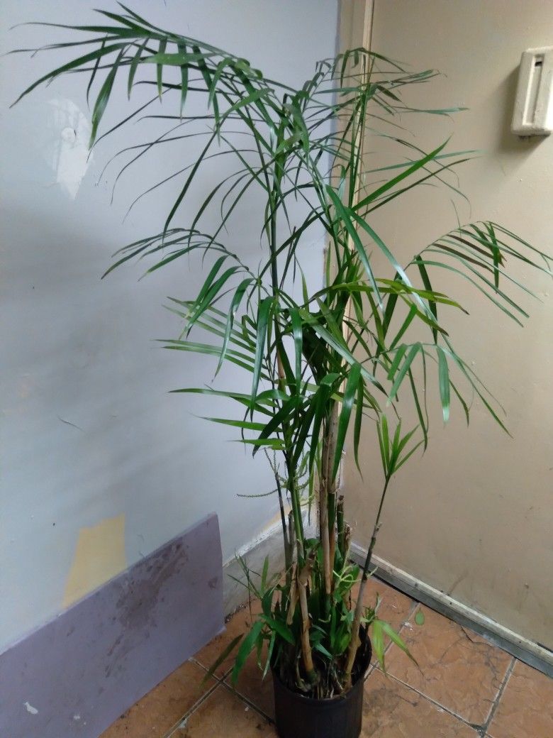 Bamboo Palm Tree