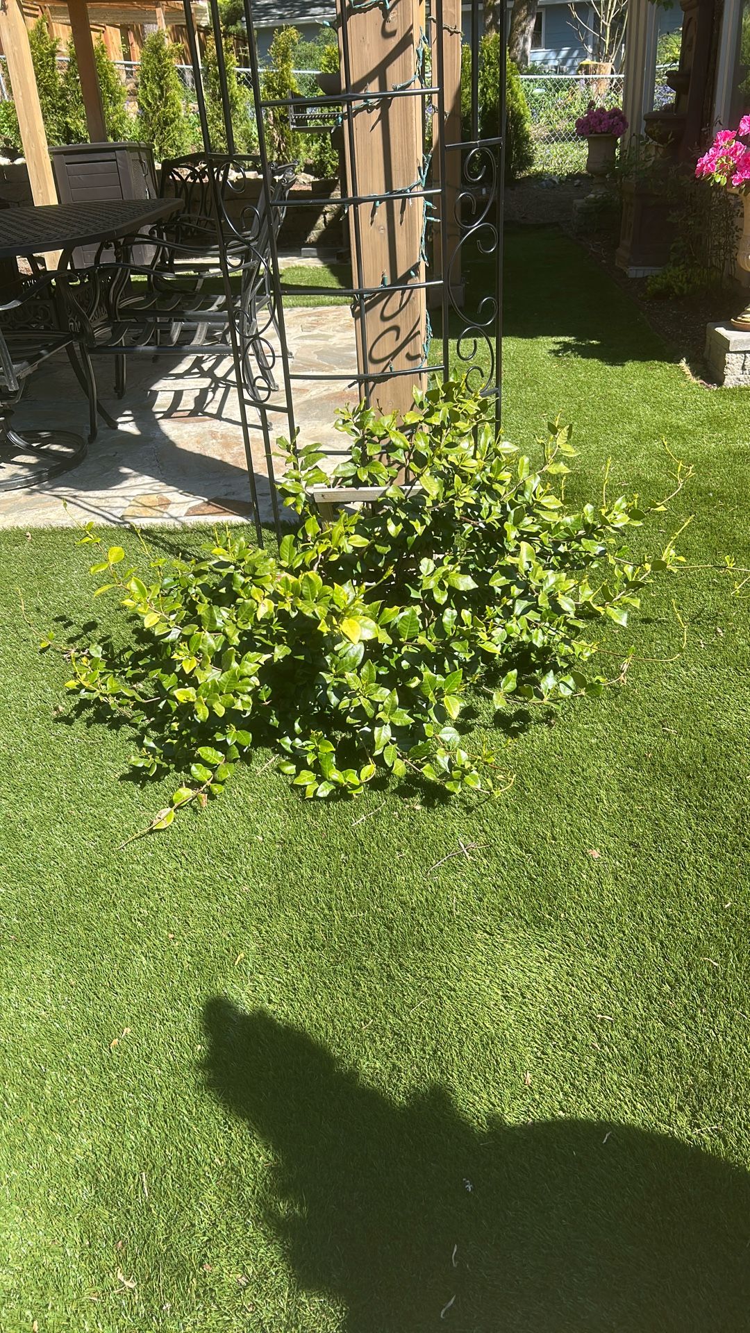 Jasmine Plant