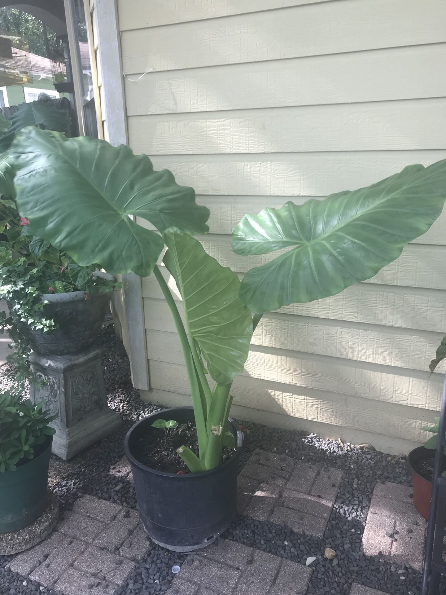 Planta hoja elegante