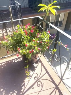 Big Dark Blue Ceramic Planter With Pink Plumeria Includes 