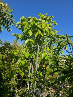 Cherimoya 25 Gallons