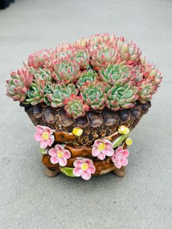 Succulents plants （Echeveria 'Nana mini hook'）