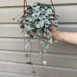 6” Variegated String Of Hearts 