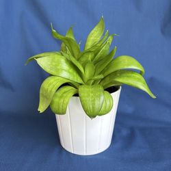 Houseplant with Ceramic Pot