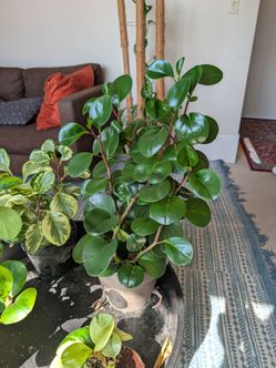 Peperomia Obtusifolia emerald Isle