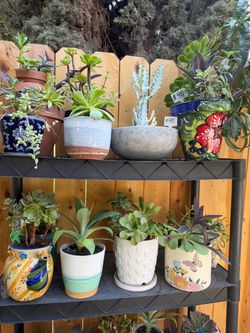Potted Succulents