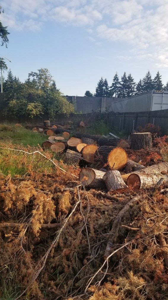 Firewood