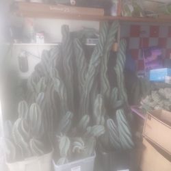 Spiral Cactus Cuttings - Deltona, FL 32725