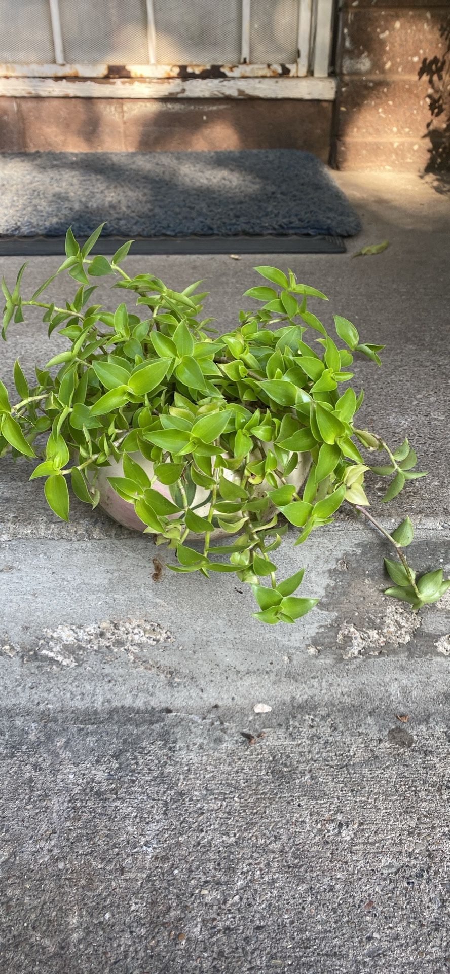 Mini Trandescantia