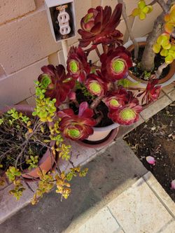 Succulent Plants In Pots