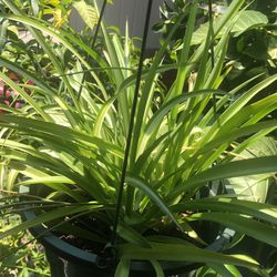 Spider plant