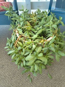 Live potted plants medium