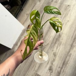 Ver. Monstera Adansonii 