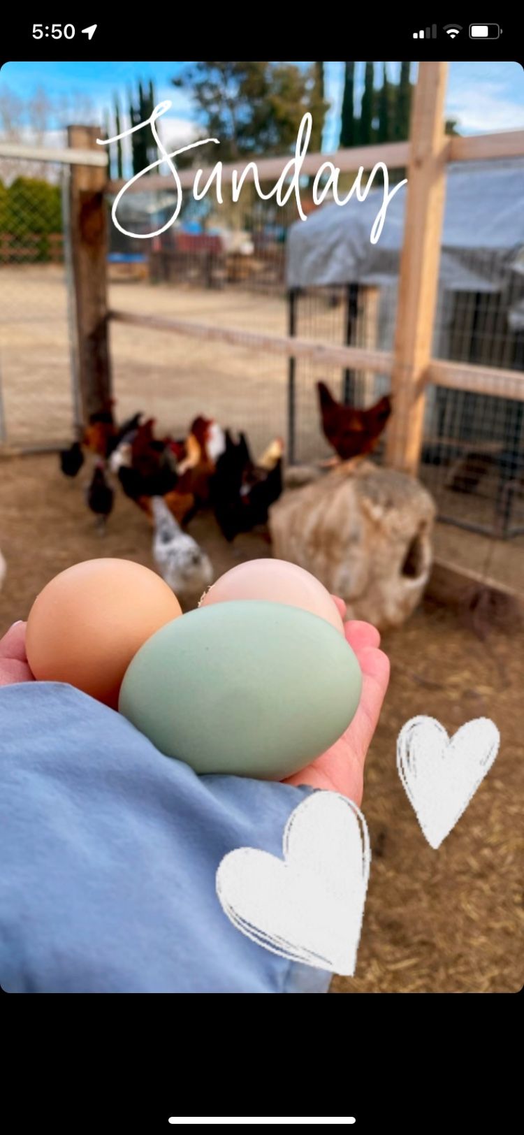 Farm Fresh Eggs!