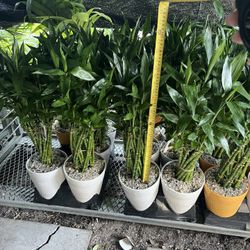 Lucky Bamboo In Ceramic Pot. SPECIAL PRICE 🤩