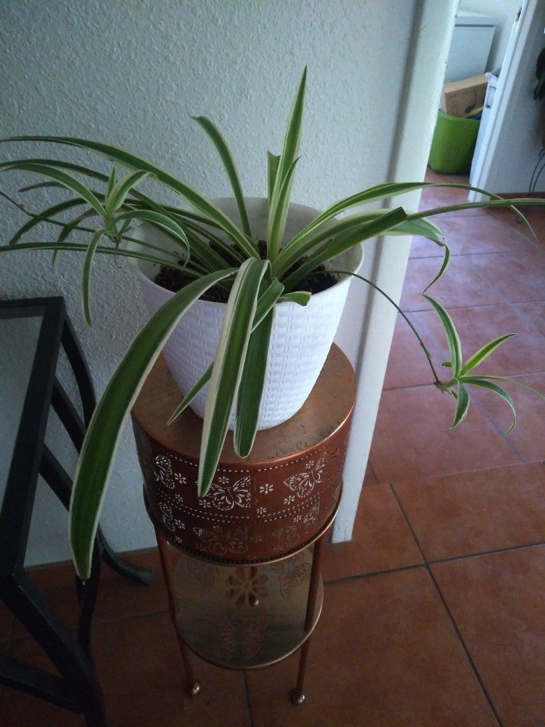 Spider  Plant In White  Pot $10