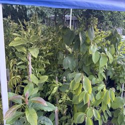 Fruit Plants For Sale $25