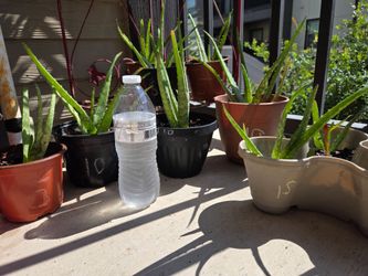 Aloe vera