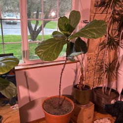 Fiddle  Leaf  Houseplant 5 Ft High