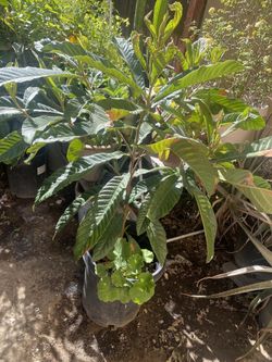 Plants