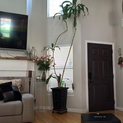 Big Plant ( Real No Fake).   50$ Without Flower Pot