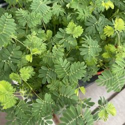 4” Mimosa Pudica (sensitive Plant)