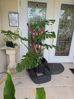 Monstera Deliciosa 4.5H