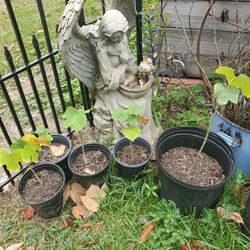 Parasol Trees