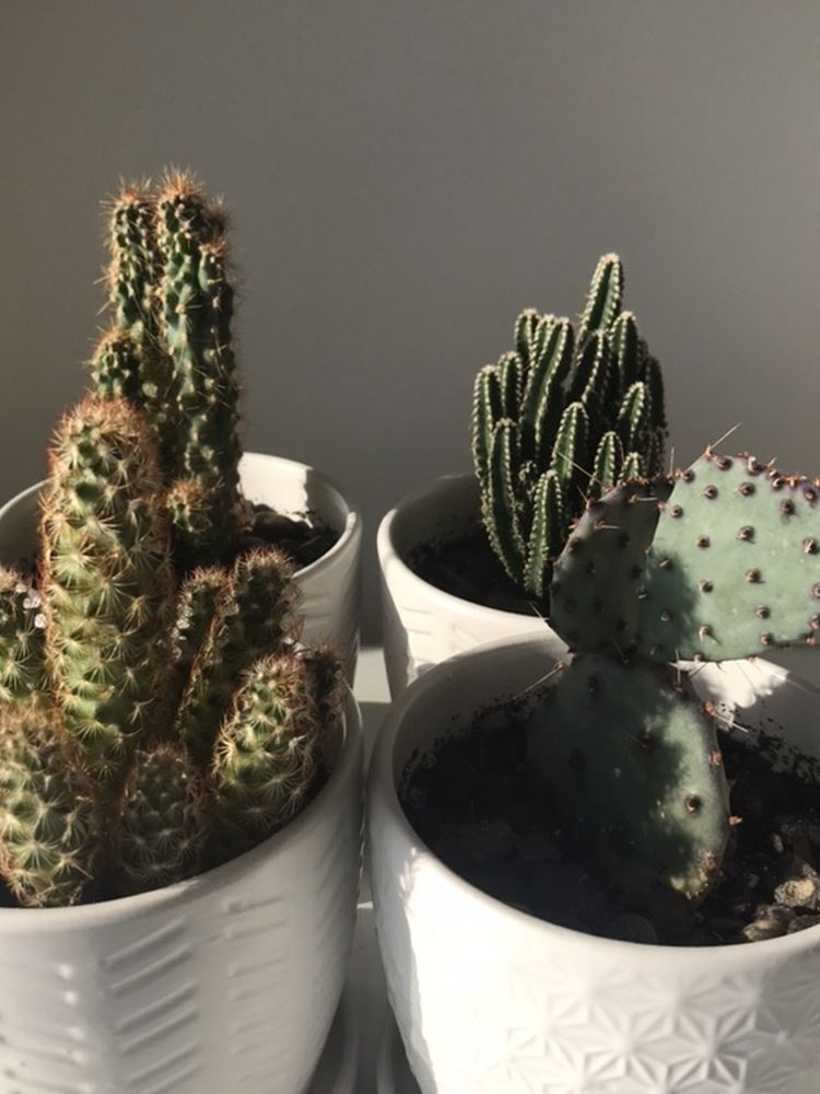 Cactuses / Succulent