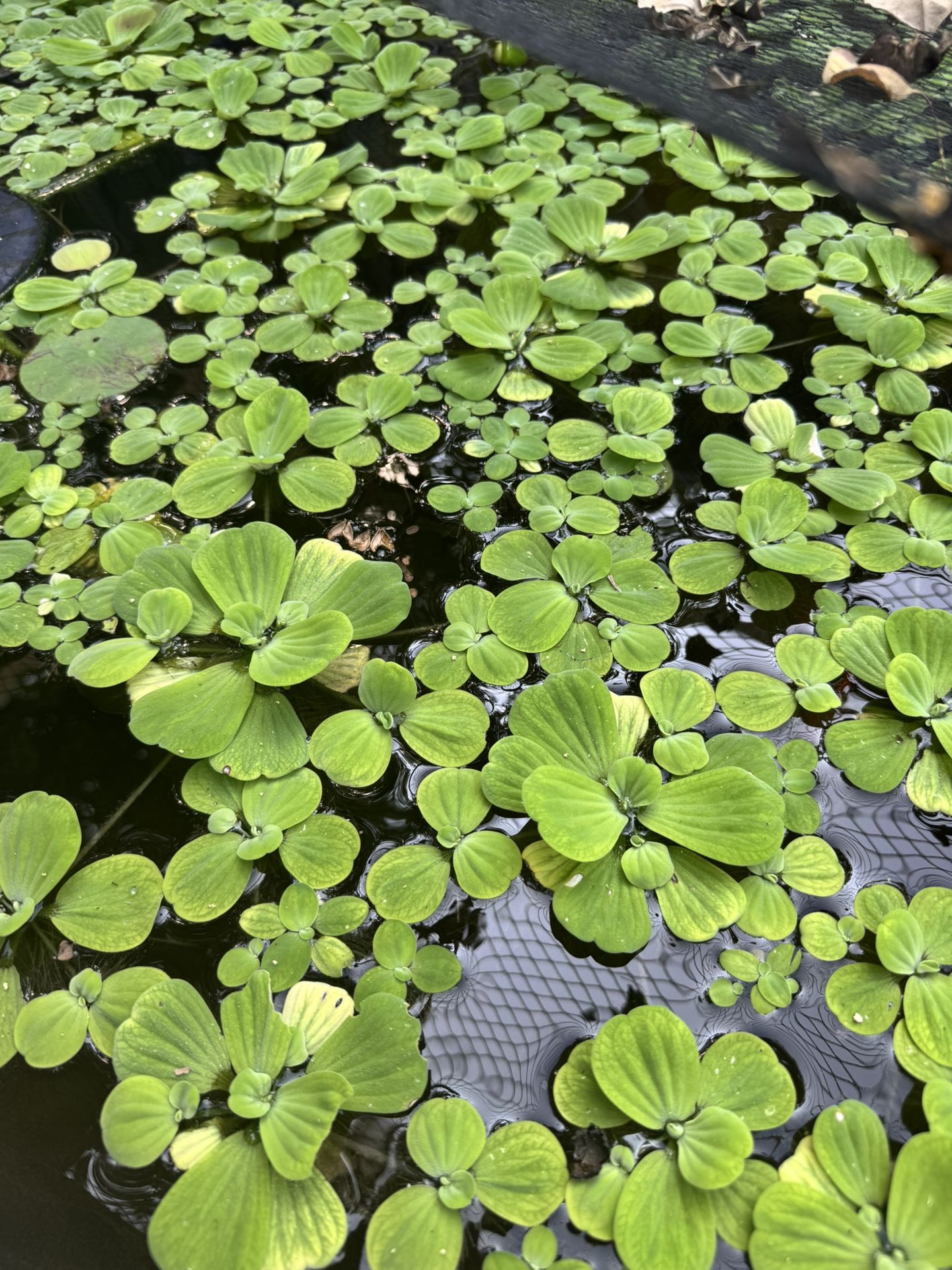 Pond/ Freshwater Plants π±