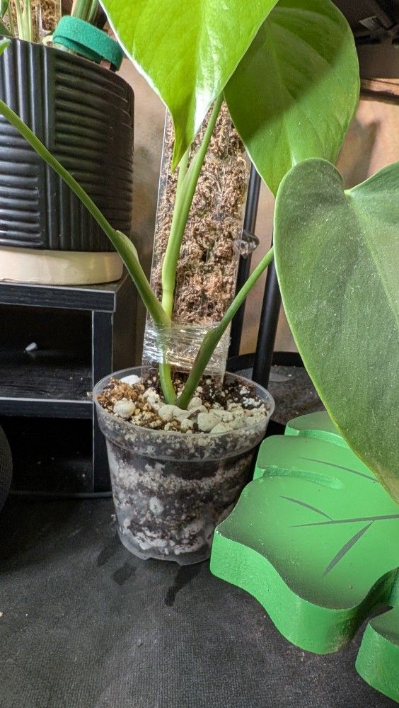 Monstera Sierrana