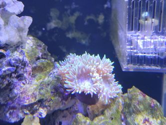 Iso Frags