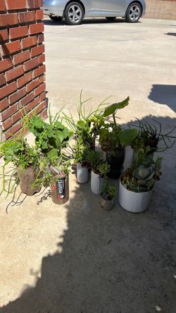 Suculentas