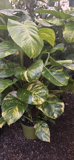 Indoor plants