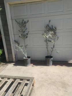 Arbaquina Olive 🫒 Trees