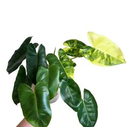 G) Variegated Philodendron Burle marx