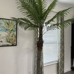 Patio Palm Tree