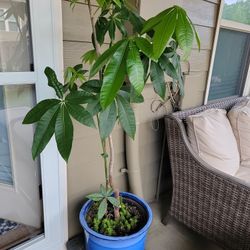 3 Foot, Chinese Money Plant Without Pot 