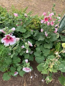 Pink and White Flower Floral Bag of Seeds Plants