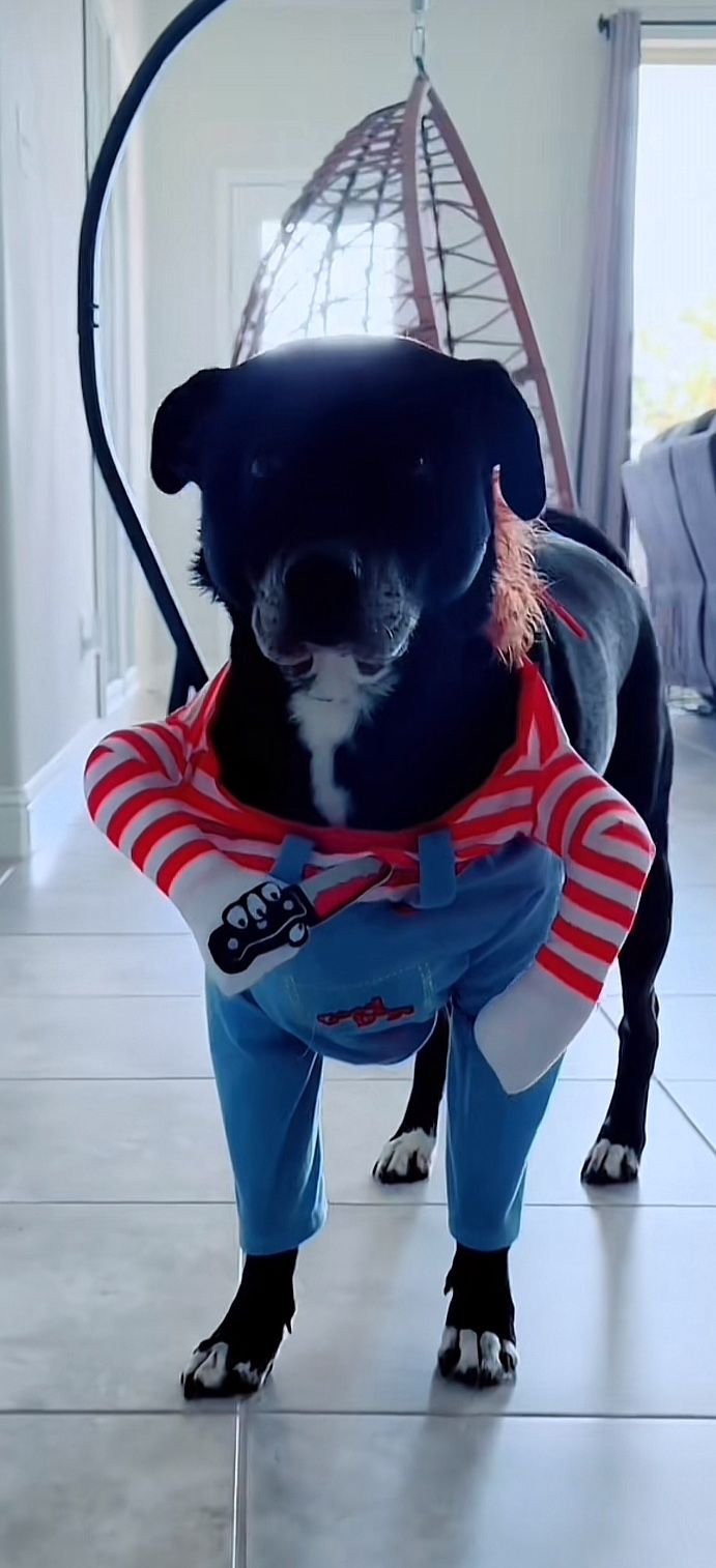 Halloween Chucky Dog Costume - Size L