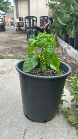 Habanero