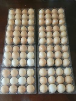 Dozen Fresh Organic Brown Eggs