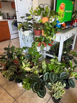 Plants for sale 10 each