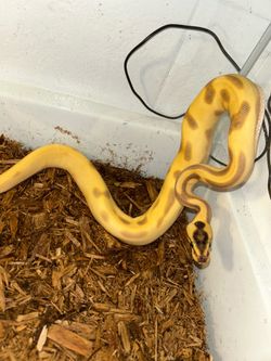 Toy snakes, toys