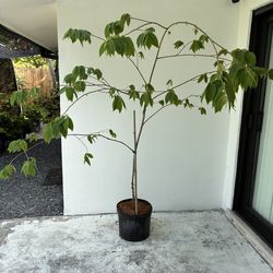 Jamaican Cherry/ Strawberry Tree