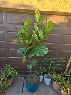 Gorgeous live Fiddle Leaf Fig Plant In New 14in pot