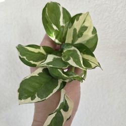 N'Joy Pothos Plant Cuttings