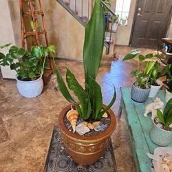 Sansevieria Snake Plants In 8in Ceramic Pot With Shells And Stones 